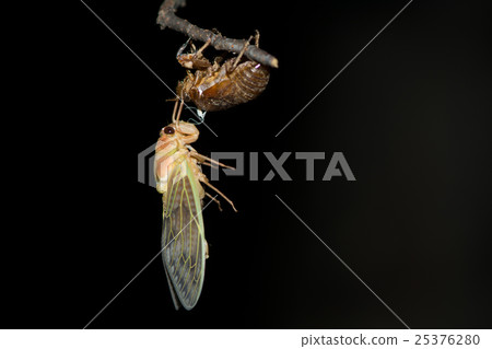 Emergence of Abra Zemi 25376280