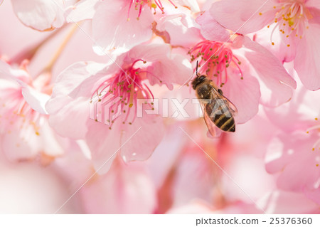 Sakura and a honey bee 25376360