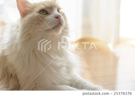 A cat across the curtain 25376376