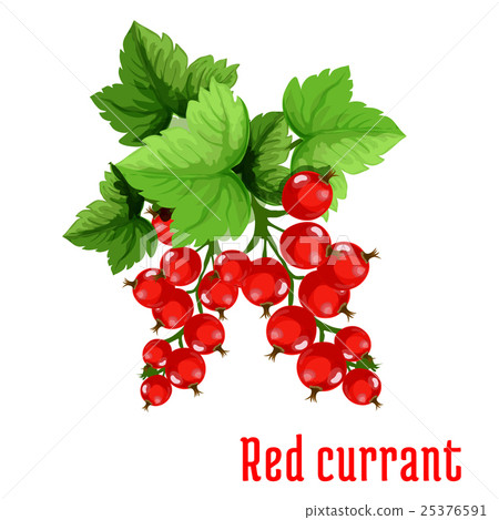 Red currant fruit cartoon icon 25376591