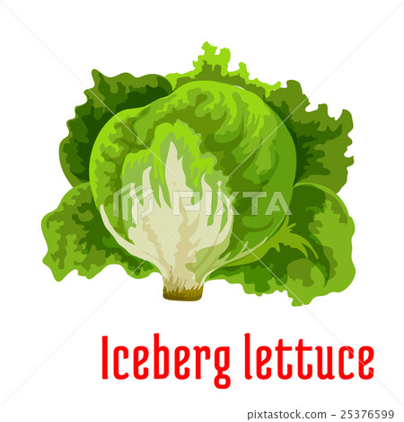 Iceberg lettuce vegetable icon with green leaves 25376599