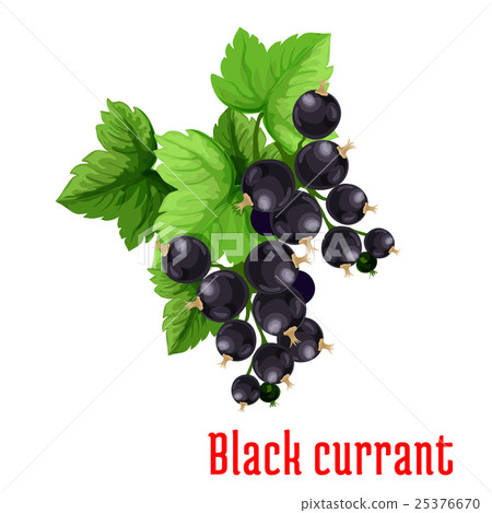 Black currant berries vector icon 25376670