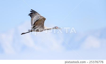 Sandhill Crane in flight Sandhill Crane in flight 25376776