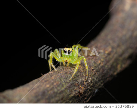 生物,昆蟲,昆蟲,蜘蛛,白癜風ayu 生物,昆蟲,昆蟲,蜘蛛,白癜風ayu 25376859