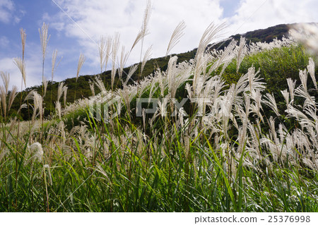 Sengokuhara Susuki Prairie 25376998