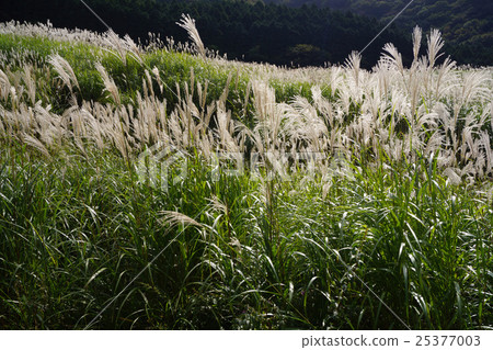 Sengokuhara Susuki Prairie Sengokuhara Susuki Prairie 25377003