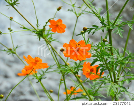 宇宙的季節開始了。美好的時光到了。 25377041