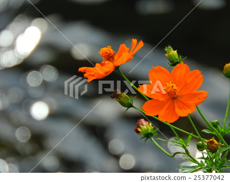 The season of cosmos began. A beautiful time has arrived. 25377042