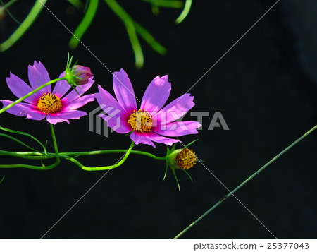 宇宙的季節開始了。美好的時光到了。 宇宙的季節開始了。美好的時光到了。 25377043