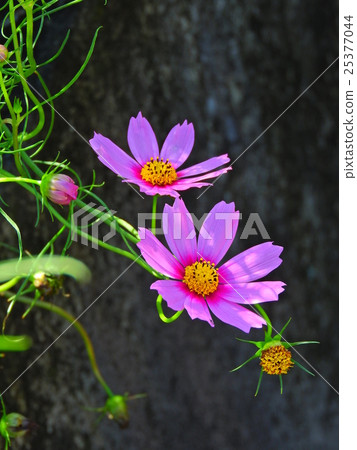 宇宙的季節開始了。美好的時光到了。 宇宙的季節開始了。美好的時光到了。 25377044