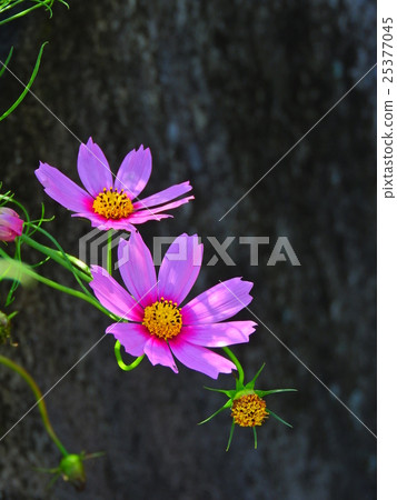 宇宙的季節開始了。美好的時光到了。 25377045