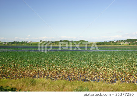 長沼 長沼 25377280