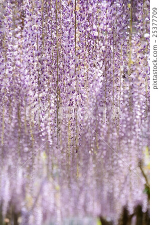  紫藤花 25377709