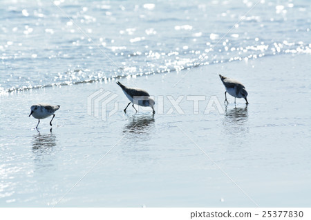 Humming backry Humming backry 25377830