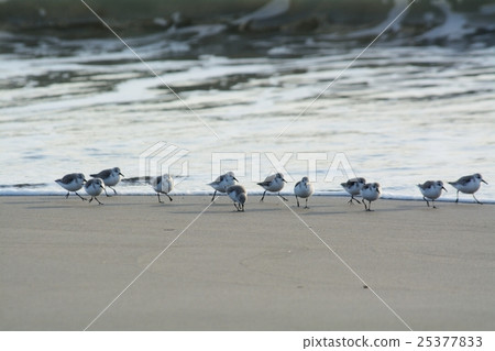 Humming backry 25377833