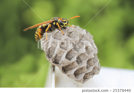 Wasp on the nest 25378440