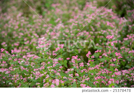 Red buckwheat field 25378478