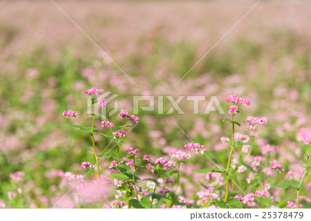Red buckwheat field 25378479