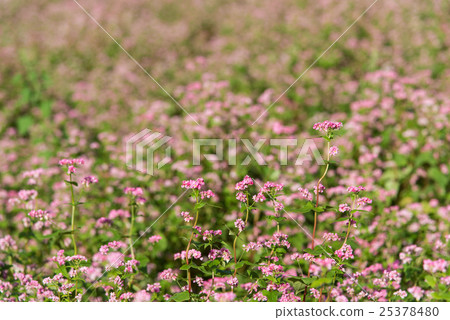 Red buckwheat field 25378480