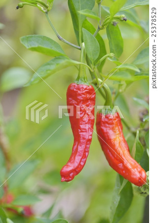 Pepper cultivation 25378529