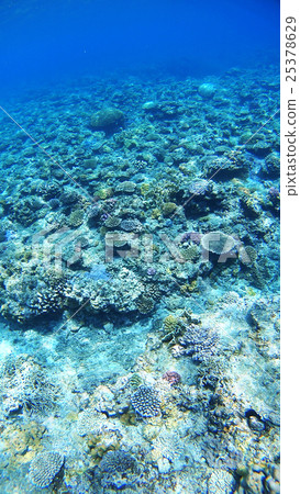 沖繩Akajima的水下攝影 25378629