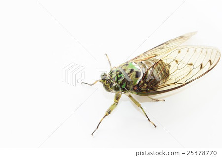 Min-Min-gemi's whole body white background Min-Min-gemi's whole body white background 25378770