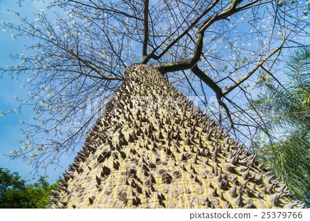 Ceiba speciosa, silk floss tree 25379766