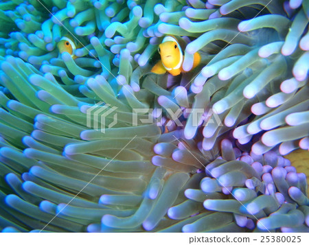 Stock Photo: anemone fish, anemonefish, clown anemonefish