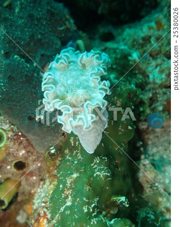 White nuisance of Komodo National Park 25380026