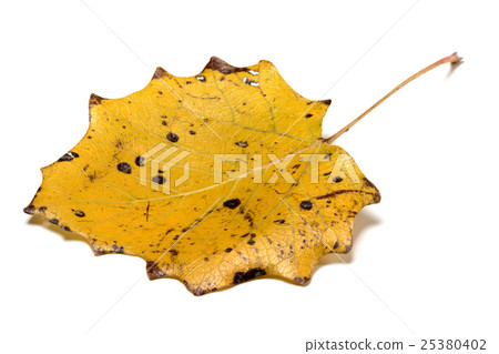 Autumn yellow quaking aspen leaf Autumn yellow quaking aspen leaf 25380402