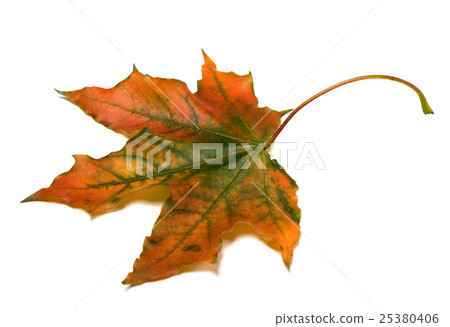 Autumn multicolor maple-leaf Autumn multicolor maple-leaf 25380406
