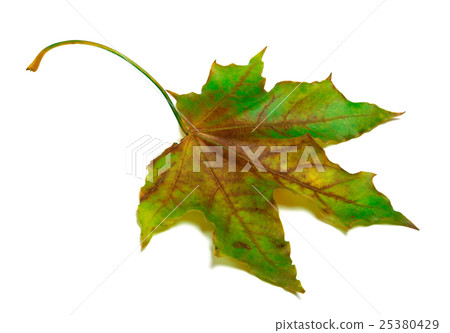 Dried multicolor maple-leaf Dried multicolor maple-leaf 25380429