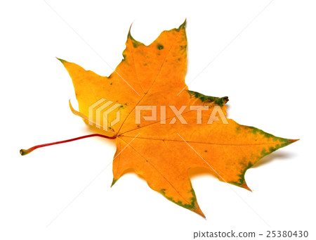 Autumn yellow maple leaf Autumn yellow maple leaf 25380430