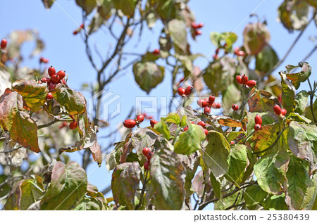  Dogwood fruit 25380439
