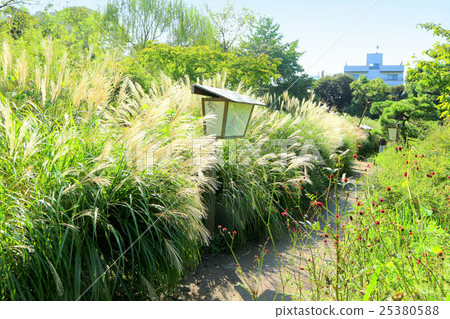 Mukojima Hundred Garden的Susuki（10月）東京都墨田區 25380588