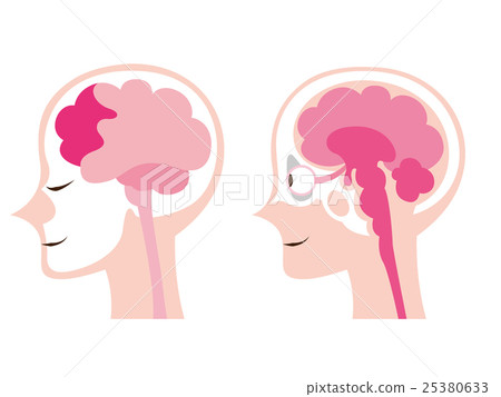 腦圖 25380633