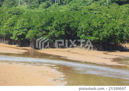 Hirugi forest in Keisatsu Bay Hirugi forest in Keisatsu Bay 25380697