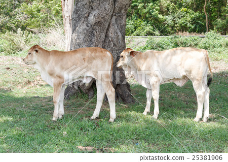 Beautiful little calf 25381906