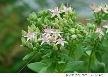 紅豆 25383255