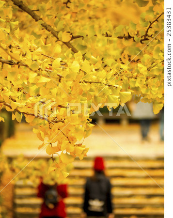 Ginkgo biloba Ginkgo biloba 25383431