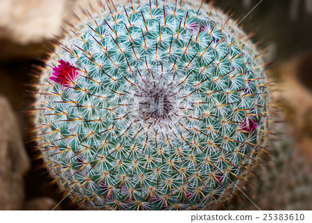 Details of Mammillaria Parkinsonii cactus 25383610