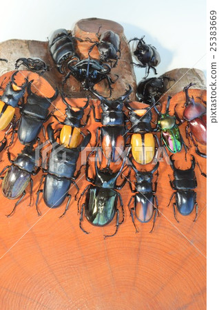 Spectacularis Tsuyaguaga domestic Okuwagata Caucasus giant monkey domestic beetle stump on a stub 25383669