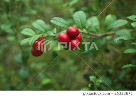 Vaccinium vitis-idaea Vaccinium vitis-idaea 25383675