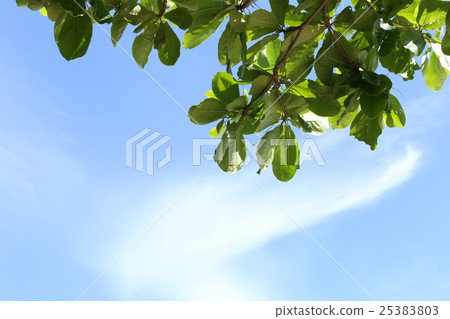 Tropical trees in the public park on blue sky. Tropical trees in the public park on blue sky. 25383803
