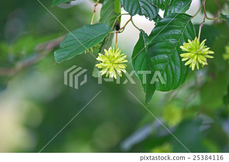 Kanryenboku 25384116