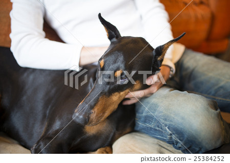 杜賓被業主稱讚 25384252