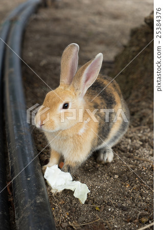 Wild anabus at Okunojima 25384376