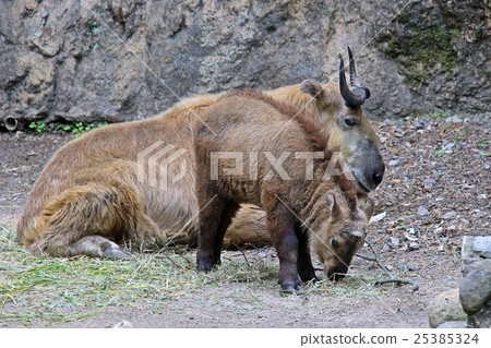 Golden Takin 25385324