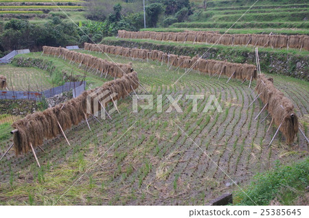 Inagi · Legend · Induction 25385645