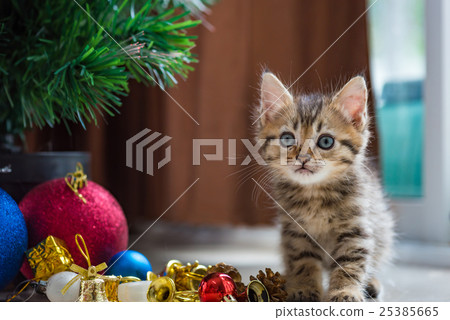 Cute kitten in christmas. Cute kitten in christmas. 25385665